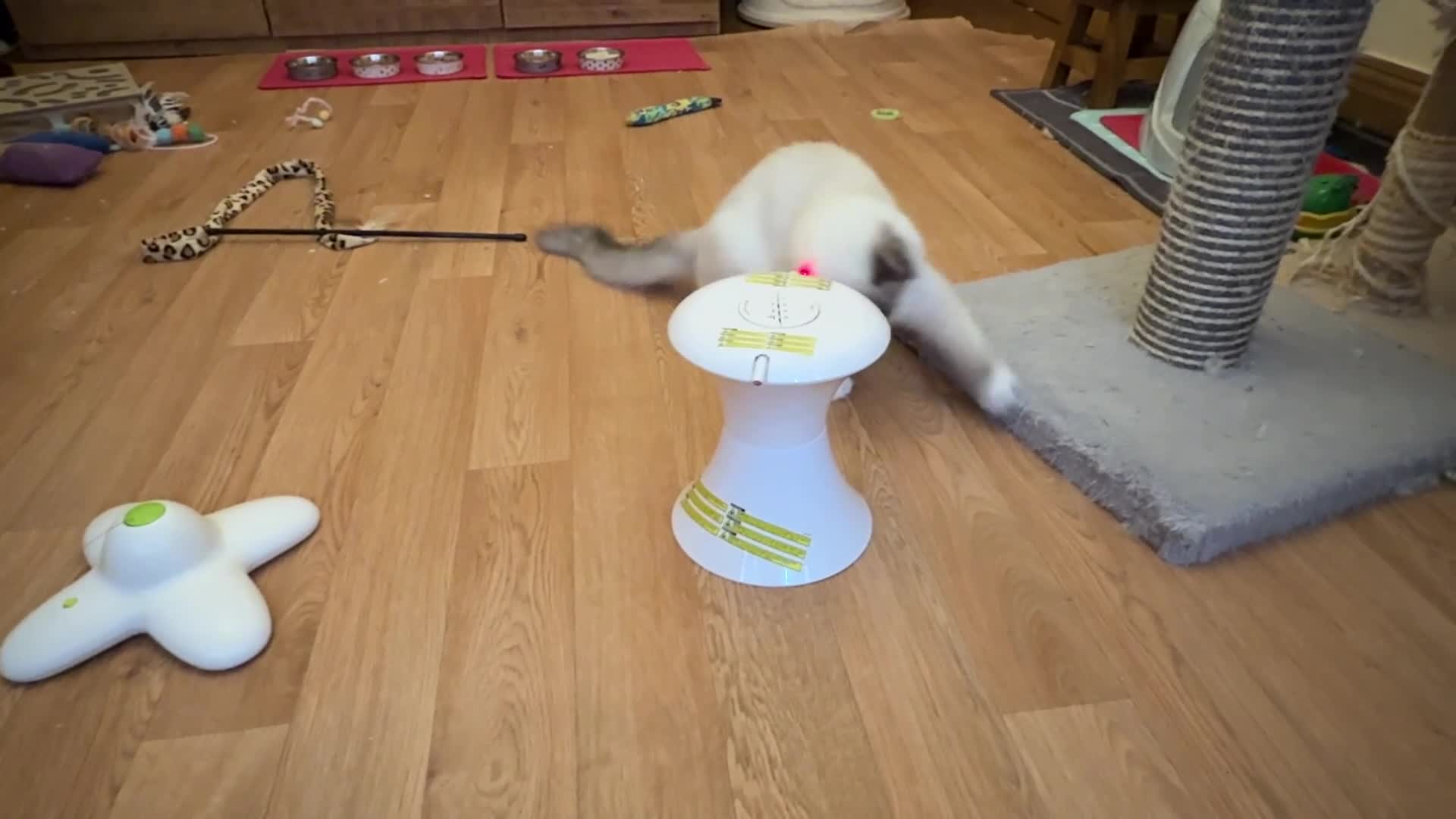Ragdoll cats for sale: GCCF Registered Ragdoll Kittens - Video 1