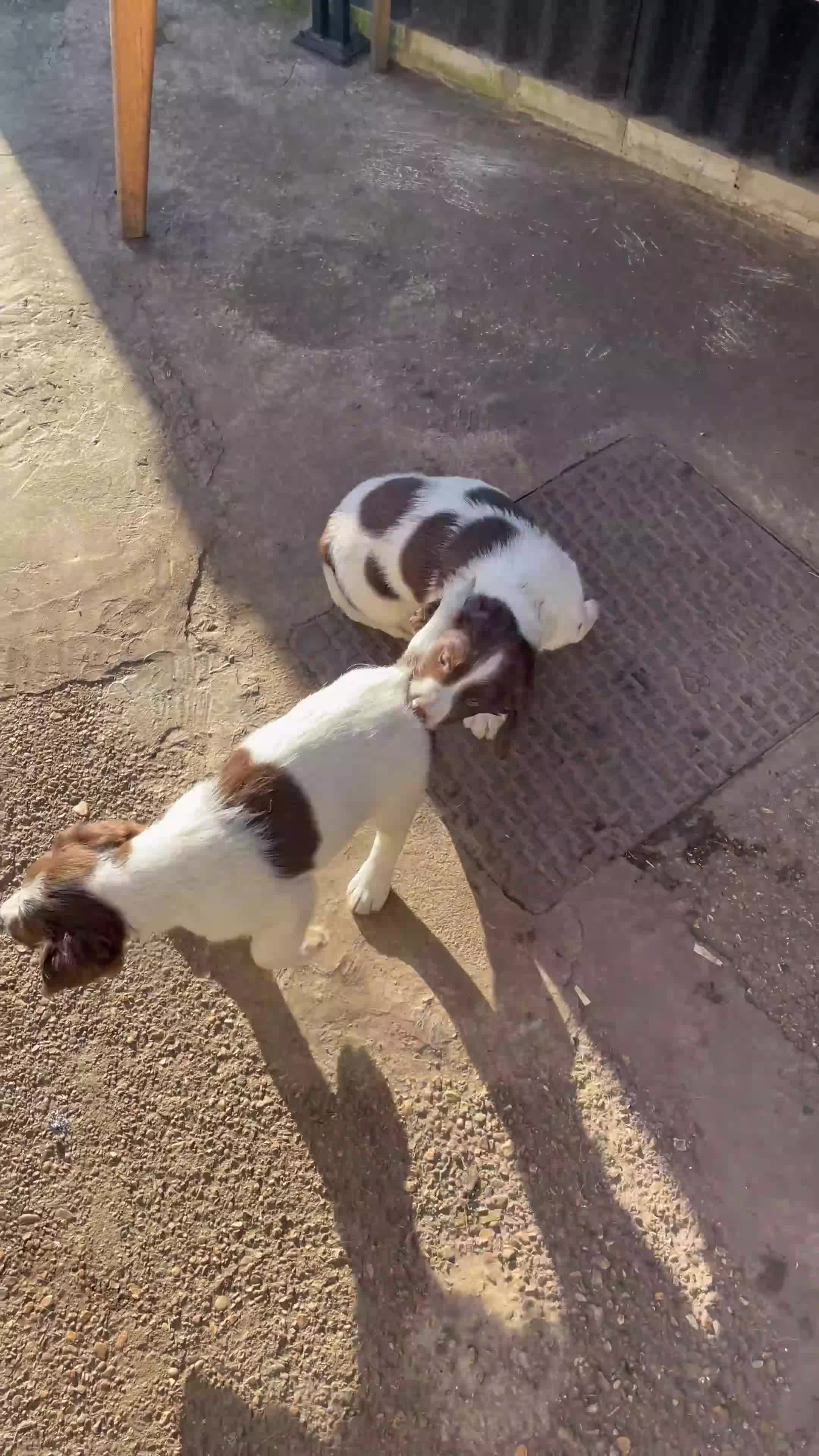 English Springer Spaniel dogs for sale: Gorgeous springer spaniel puppies  - Video 1