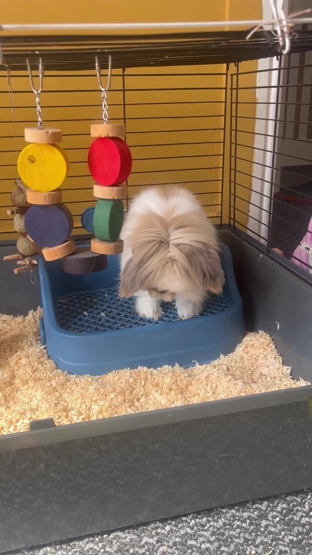 Mini Lion Lop rabbits for sale: Rabbit for rehoming  - Video 1