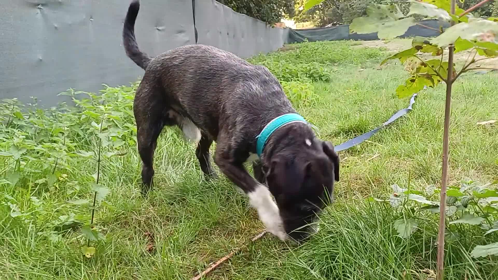 Mixed Breed dogs for adoption: Lovely JR & Patterdale BERTIE - for a  Loving Home - Video 1