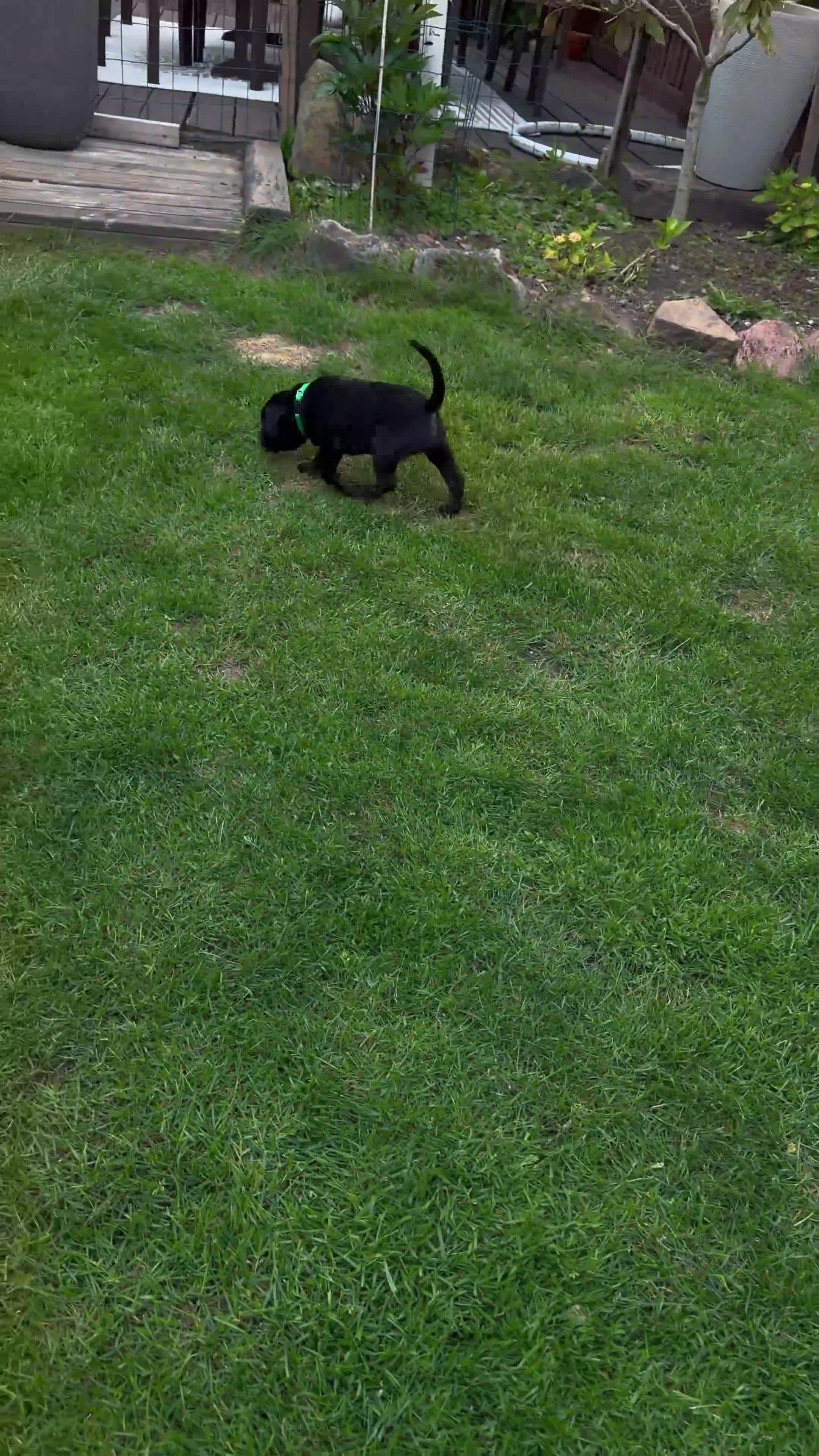 Staffordshire Bull Terrier dogs for sale: last boy True To size Bullscaff bloodline  - Video 2