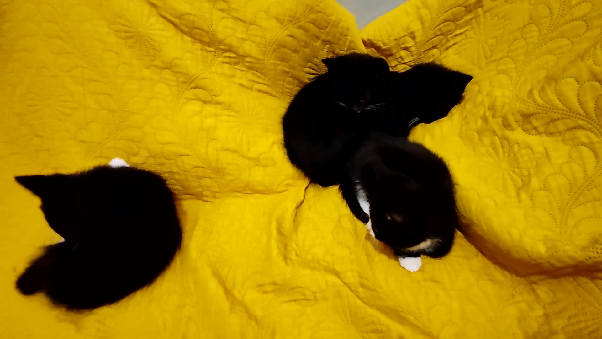 Mixed Breed cats for sale: Beautiful kittens VIDEOS - Video 4