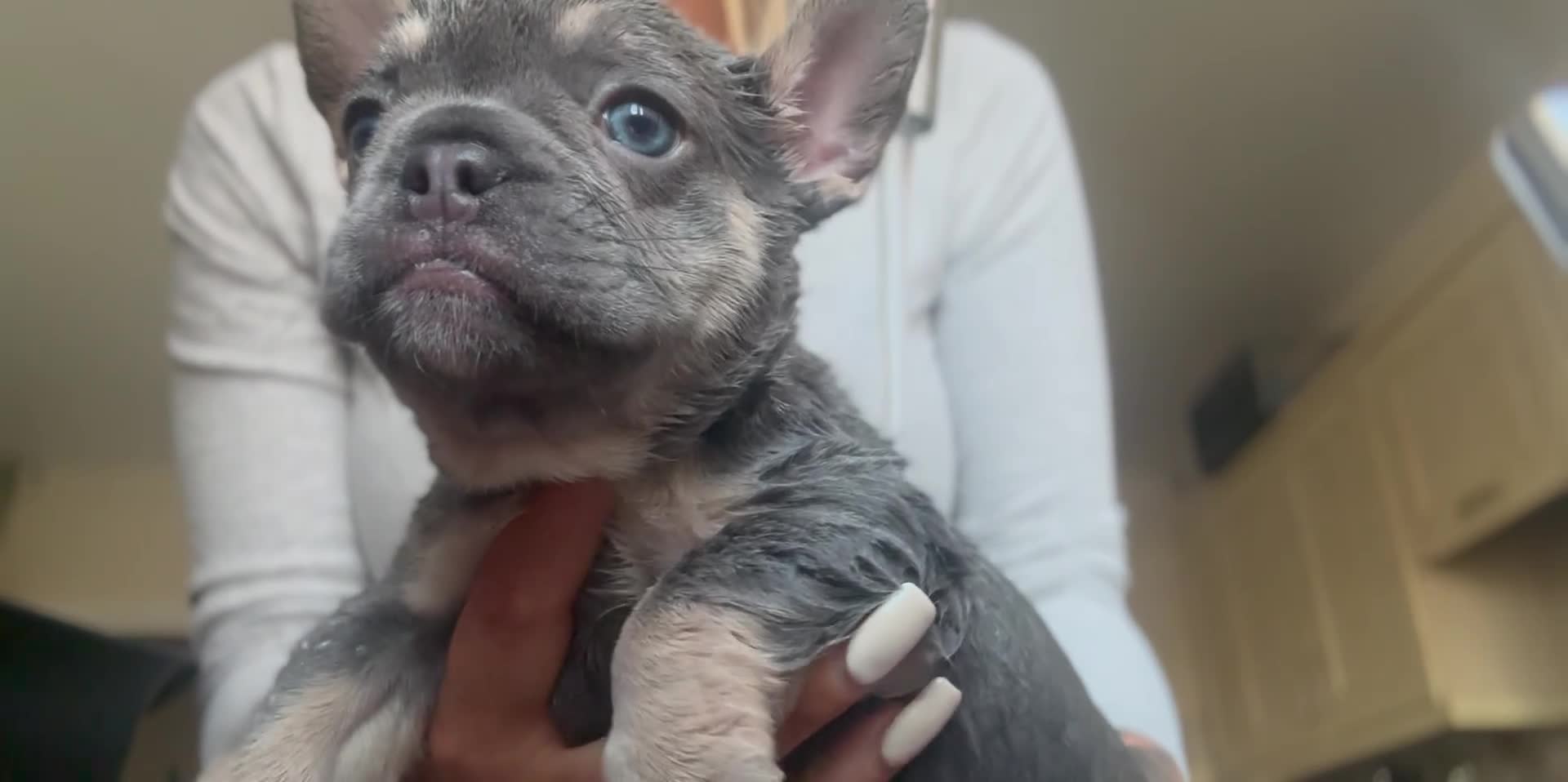 French Bulldog dogs for sale: One Female French bulldog  - Video 1