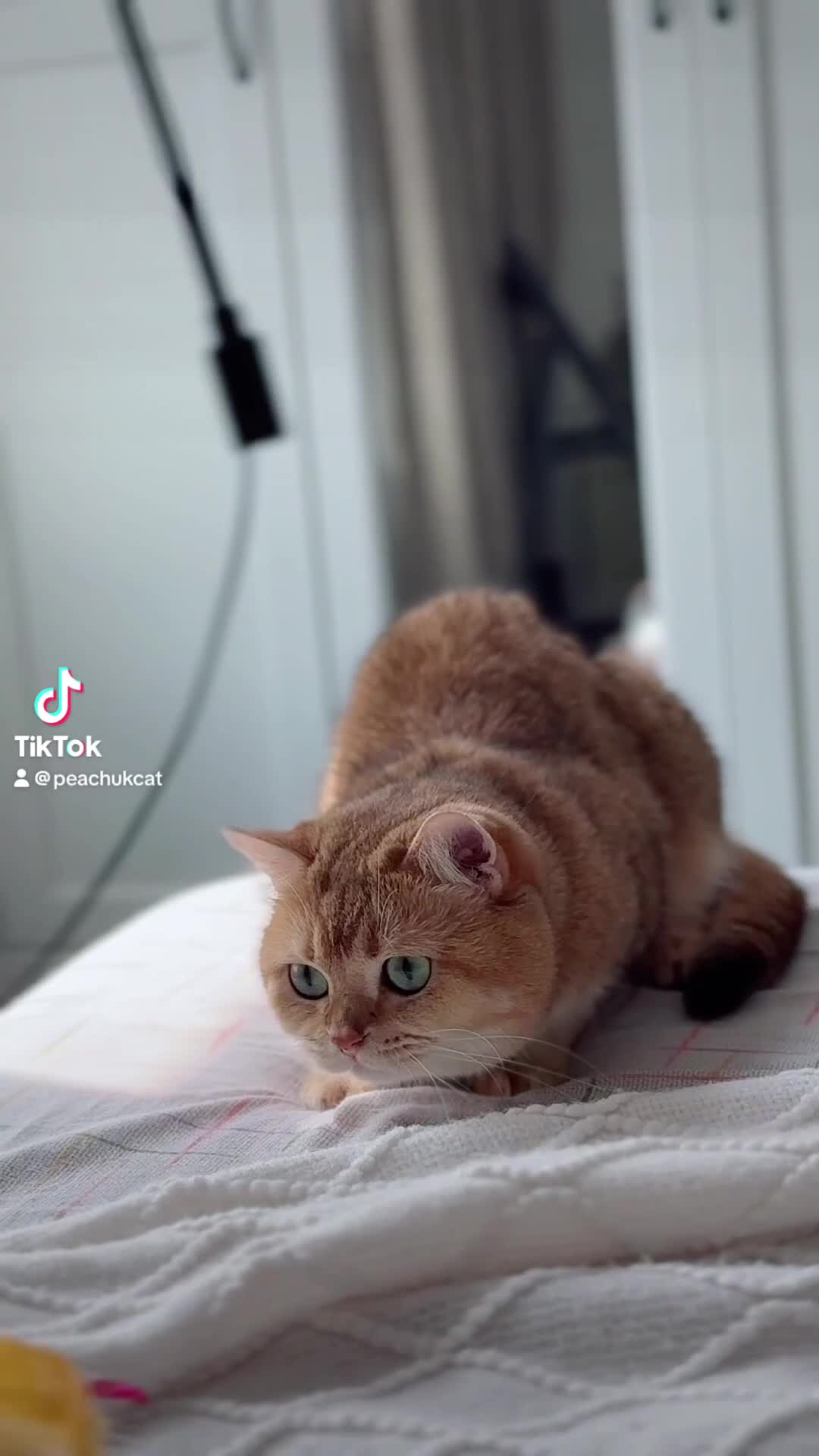 British Shorthair cats for stud: Gold BRI ny12 Stud in Derby - Video 3