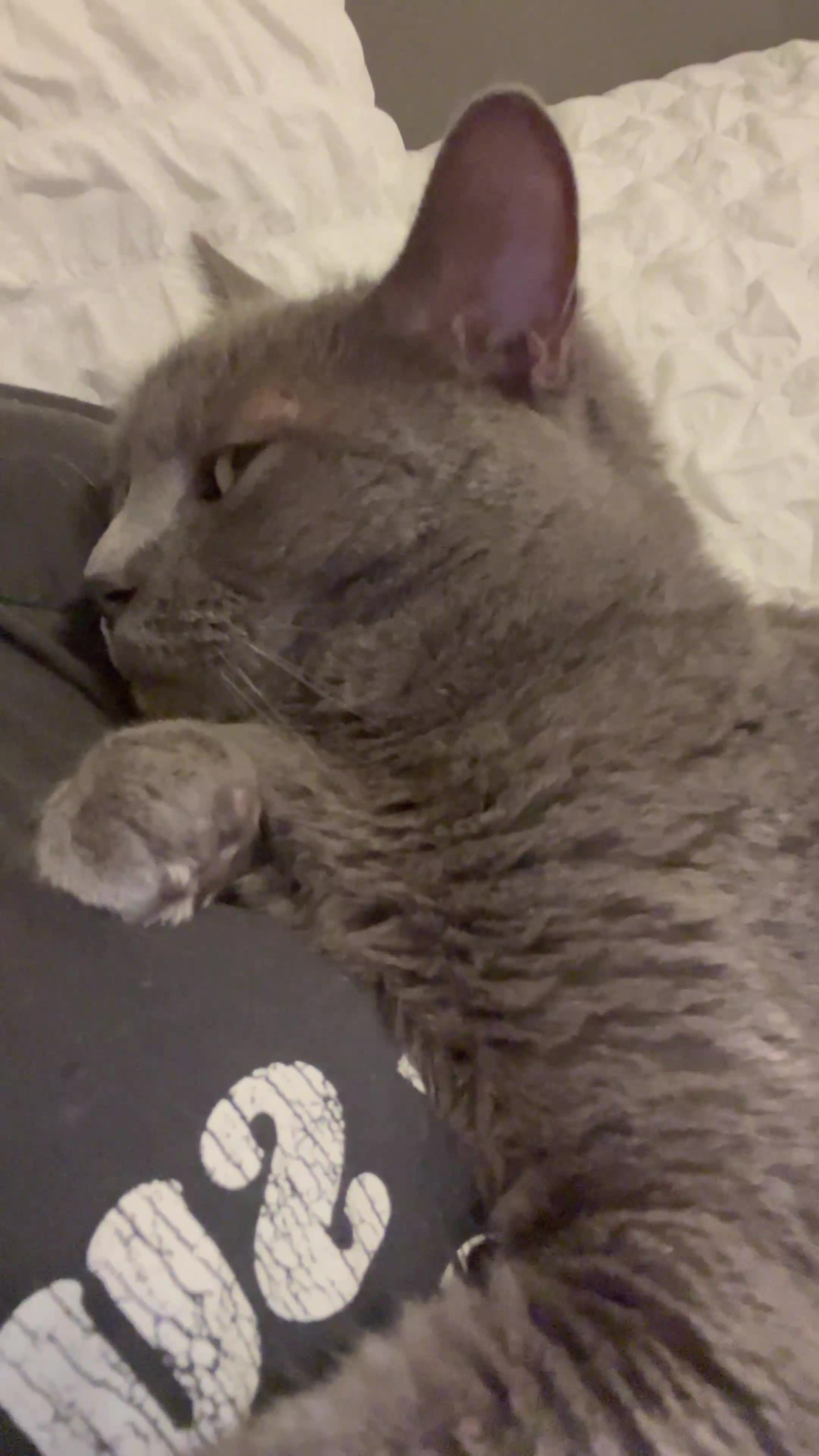 British Shorthair cats for sale: Luna - rehoming our beautiful indoor cat - Video 1