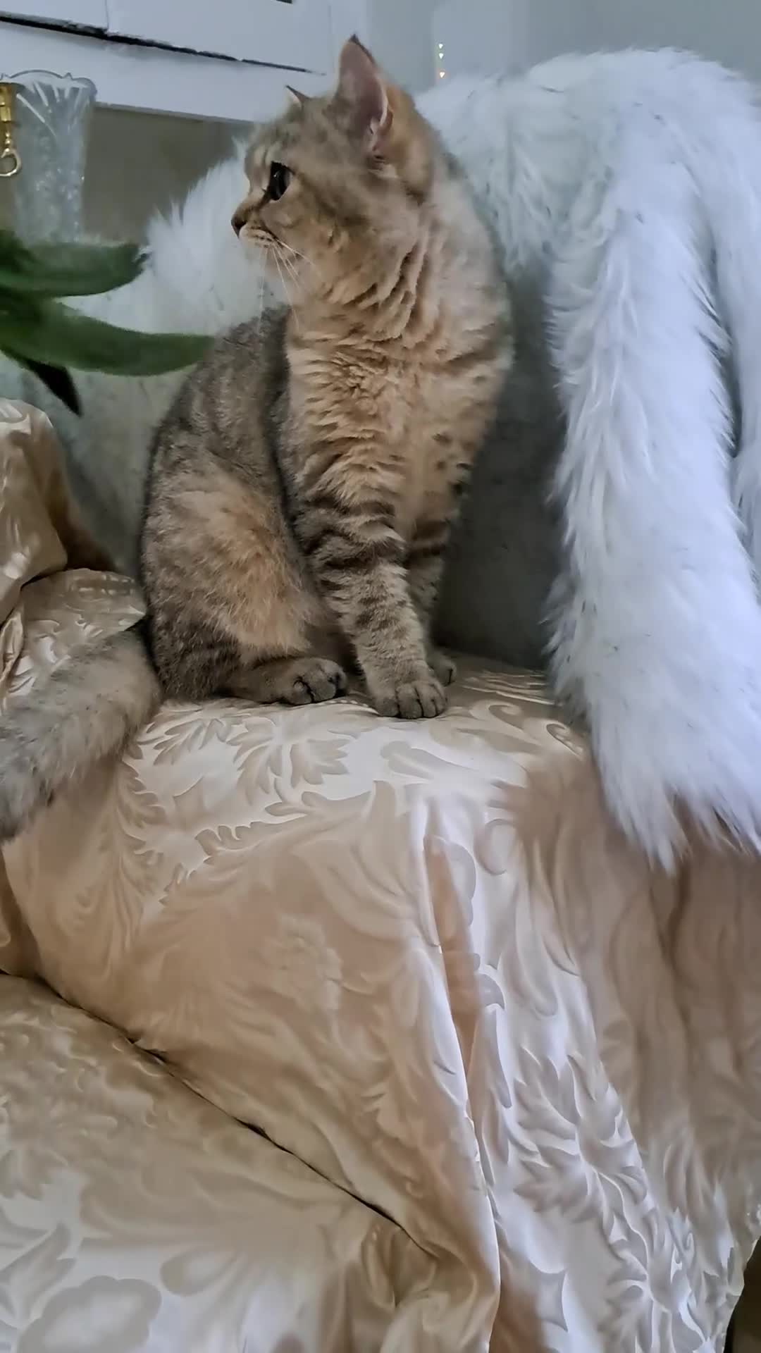 British Shorthair cats for sale: Stunning Black Golden BSH boy 💥 - Video 3