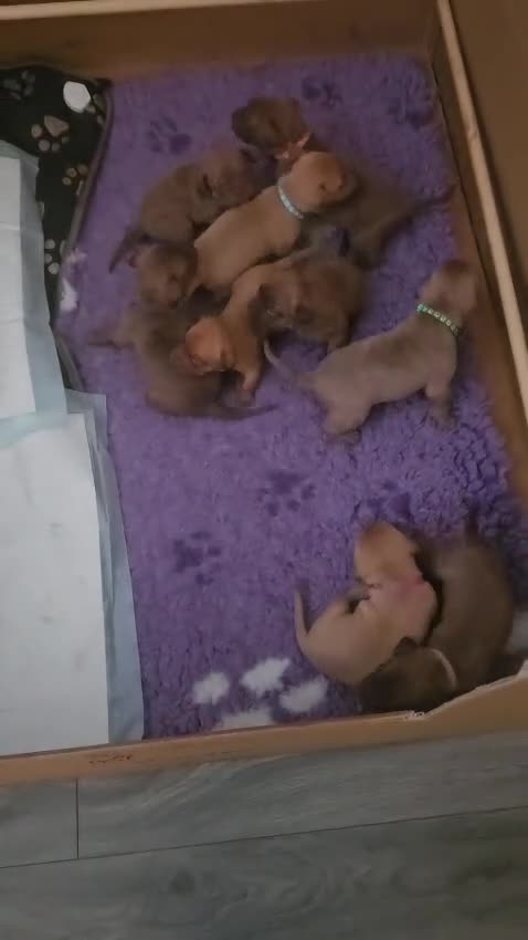 Mixed Breed dogs for sale: Beautiful American bulldog / douge de bordeaux  - Video 1