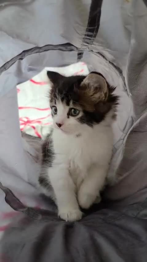 Mixed Breed cats for sale: Mixed breed kittens - Video 1