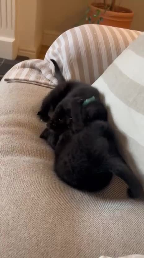 Mixed Breed cats for sale: Mixed breed kittens - Video 1