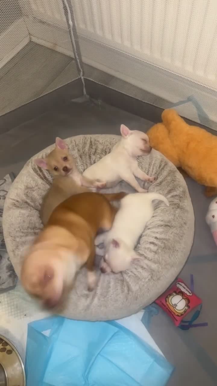 Chihuahua dogs for sale: Beautiful chihuahuas puppies for sale  - Video 3