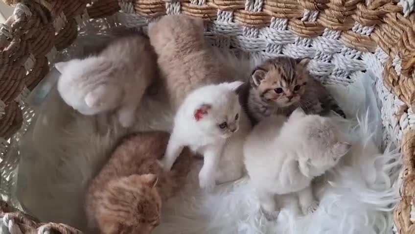 British Shorthair cats for sale: 💕LAST GIRL💕GOLDEN POINT BRITISH SHORTHAIR  - Video 1