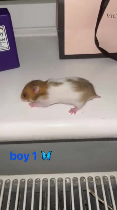 Hamster rodents for sale: 4 SYRIAN BABYS FOR SALE 💗 - Video 4