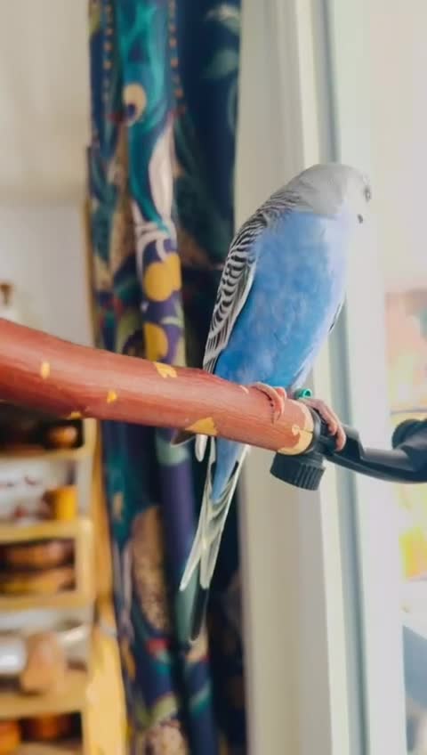 Budgerigars birds for sale: Beautiful tame baby budgies for sale  - Video 2