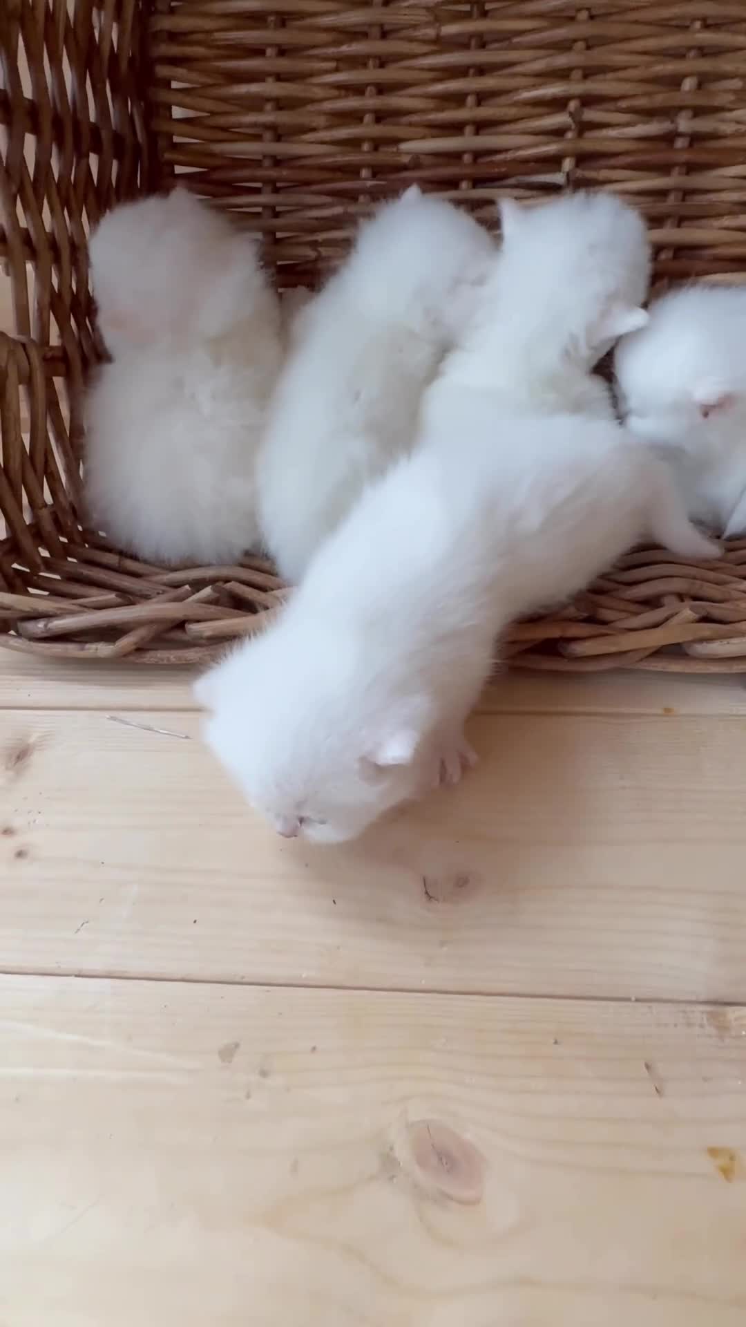 British Longhair cats for sale: Adorable Pure White Blue-Eyed British Kittens - Video 1