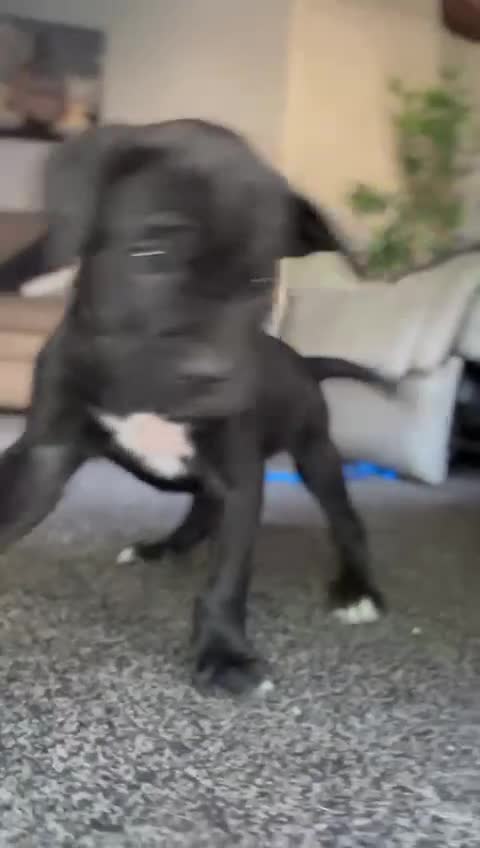Cane Corso dogs for sale: Cane Corso Pups for Sale  - Video 4