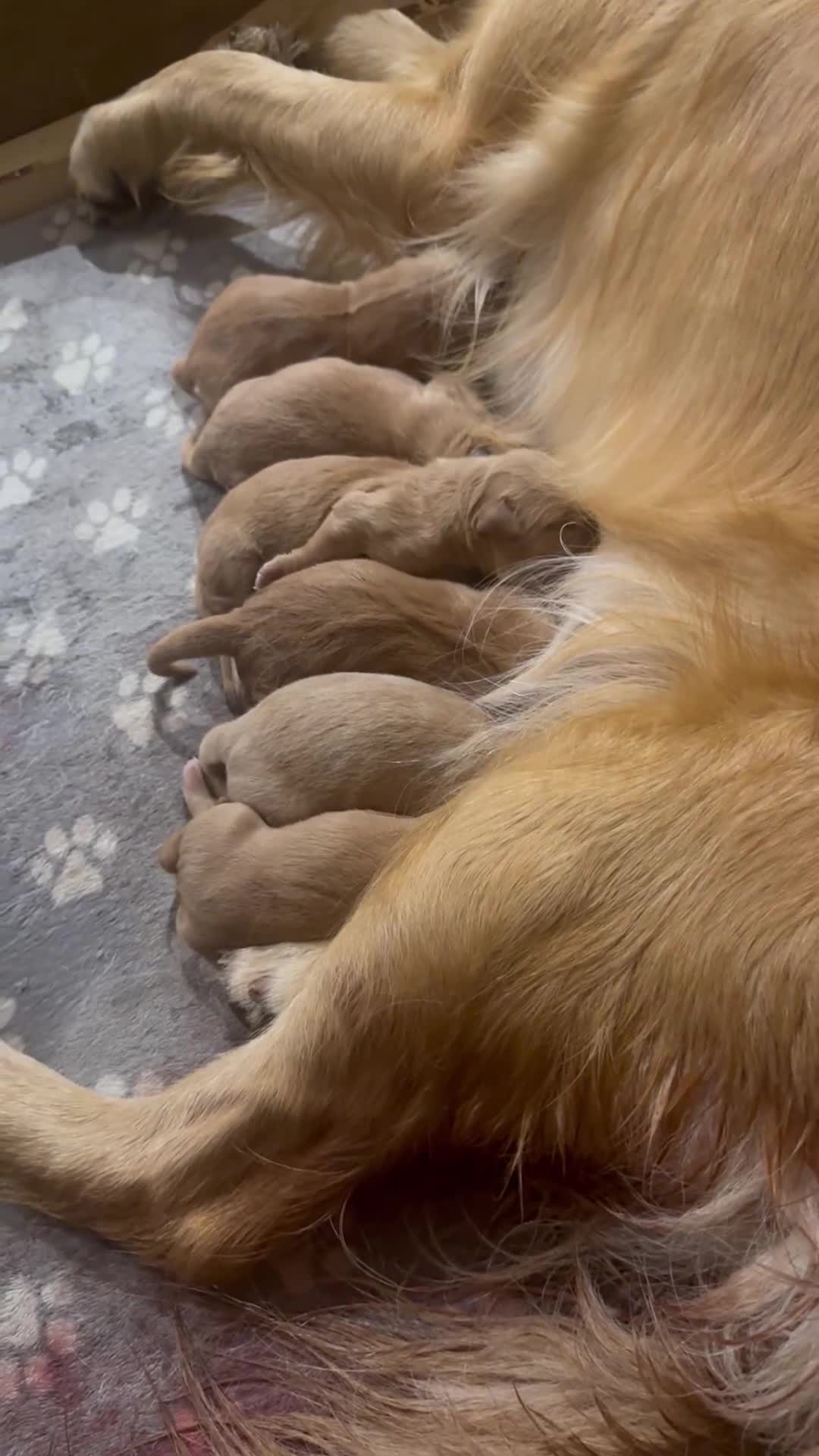 Golden Retriever dogs for sale: GOLDEN RETRIEVER PUPPIES FOR SALE in Crook - Video 2