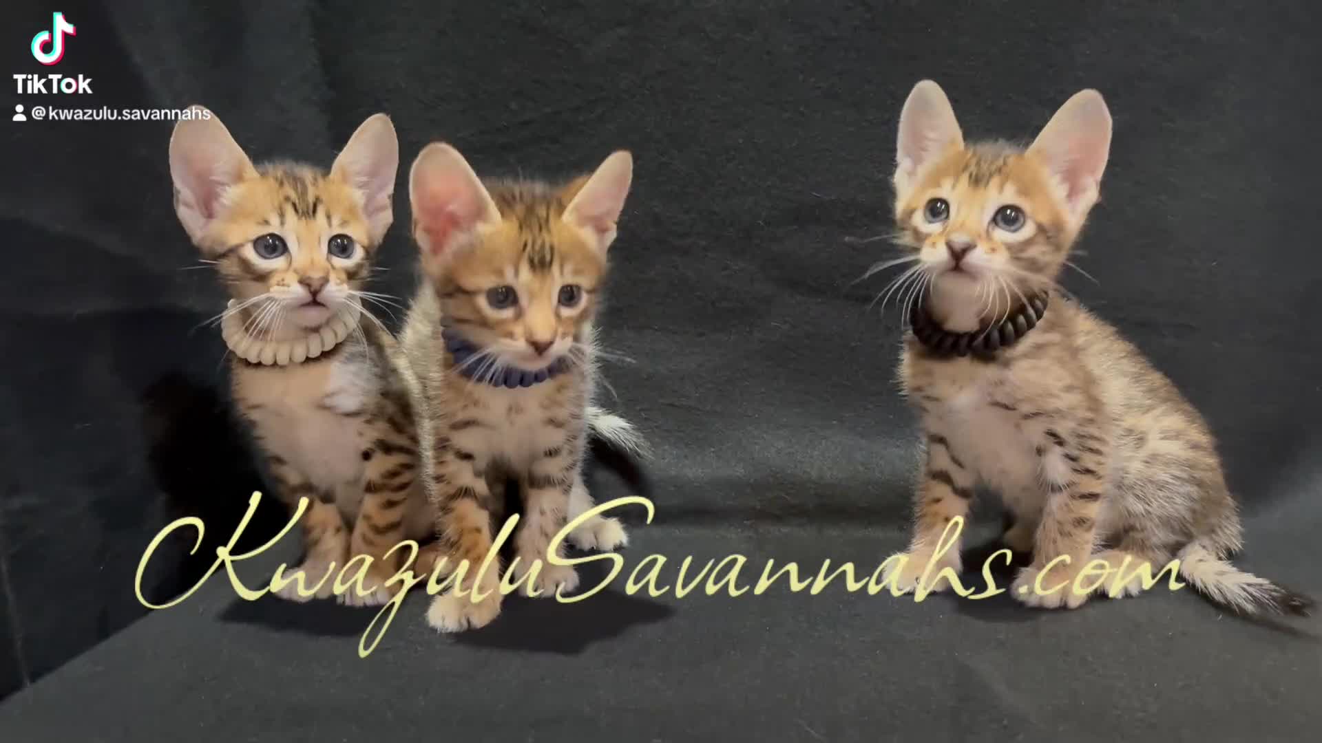 Savannah cats for sale: Pure Pedigree! Top Quality Tica Registr. Savannahs - Video 1