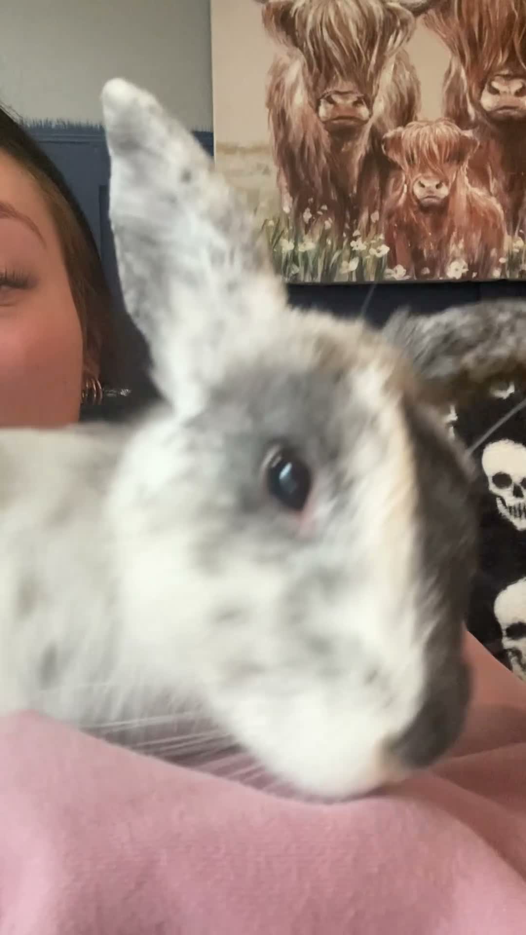 Lionhead rabbits for sale: Lion x lop rabbit  in Clitheroe - Video 1
