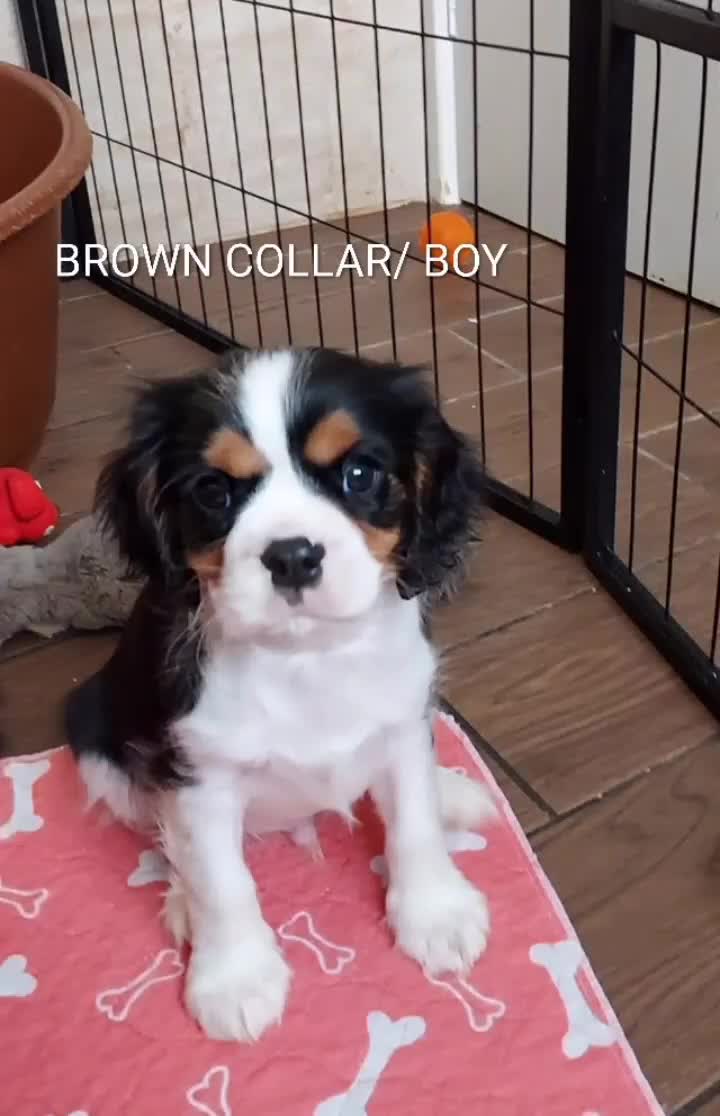 Cavalier King Charles Spaniel dogs for sale: GREAT QUALITY CKCS PUPPIES ( DWKC REGISTERED)/DNA - Video 2