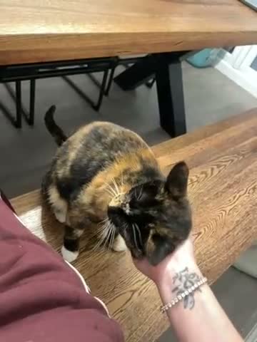 Mixed Breed cats for sale: Rehoming a beautiful girl - Video 1