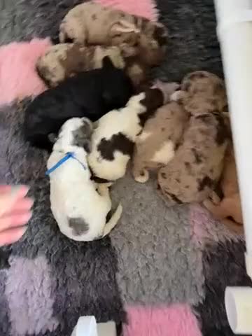 Cockapoo dogs for sale: Beautiful F2b Cockapoo Pups 1F roan available - Video 3