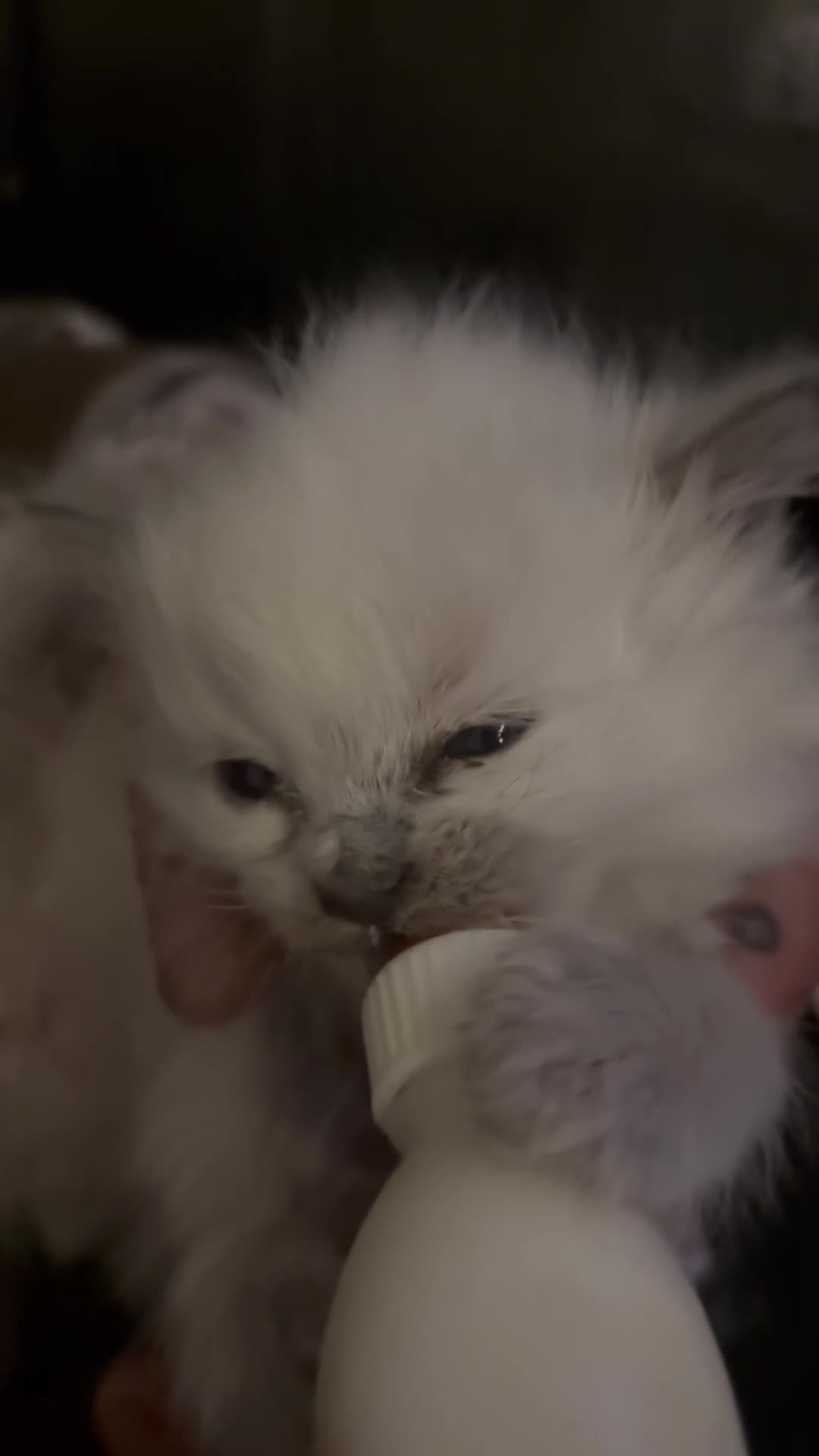 Mixed Breed cats for sale: ✨ Stunning Ragdoll X Maine Coon Kitten  - Video 1
