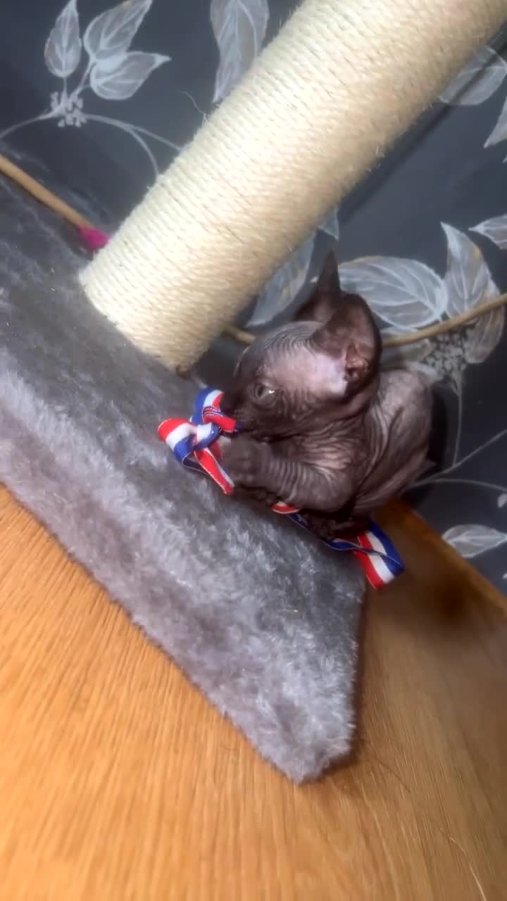 Sphynx cats for sale: Gorgeous Bambino Sphynx  - Video 1