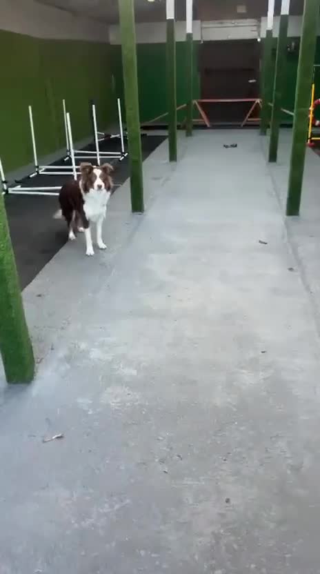 Border Collie dogs for sale: Border Collie Boy Seeking Loving Home in Manchester - Video 2