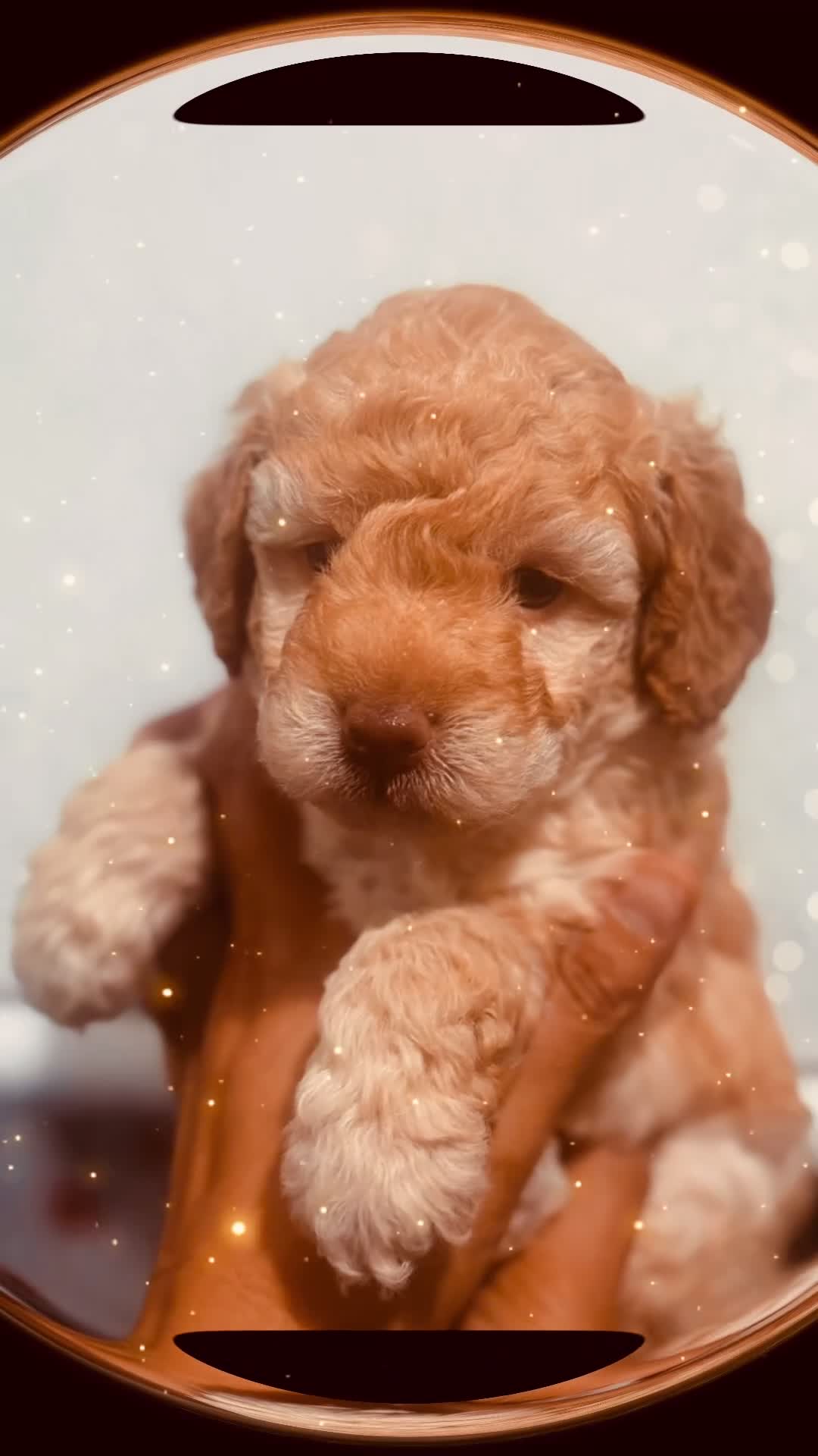 Cavapoo dogs for sale: x4 cockapoos puppies - Video 3