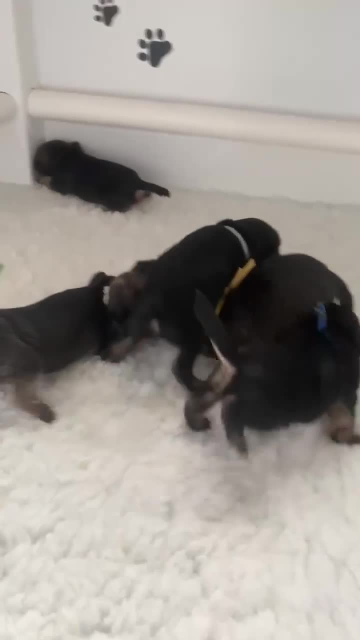 Border Terrier dogs for sale: Stunning KC Registered Border Terrier Puppies - Video 2