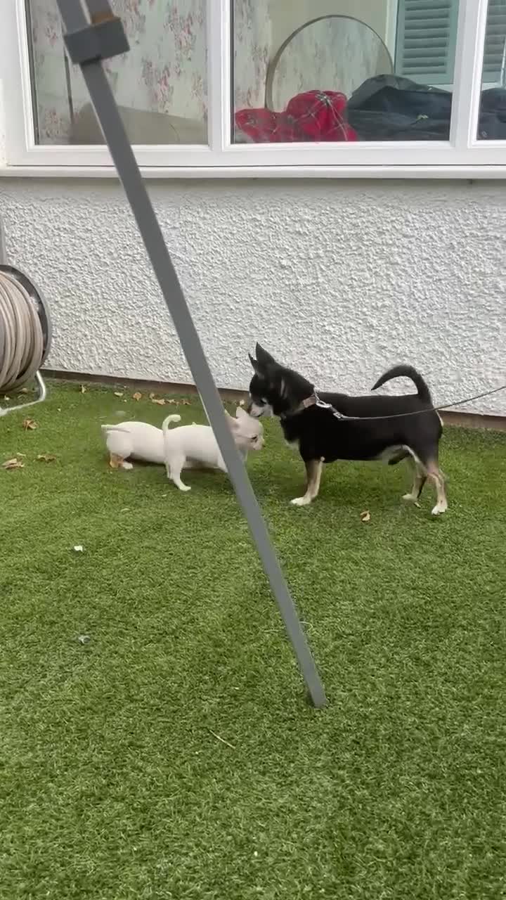 Chihuahua dogs for sale: Dexter small but mighty  - Video 1