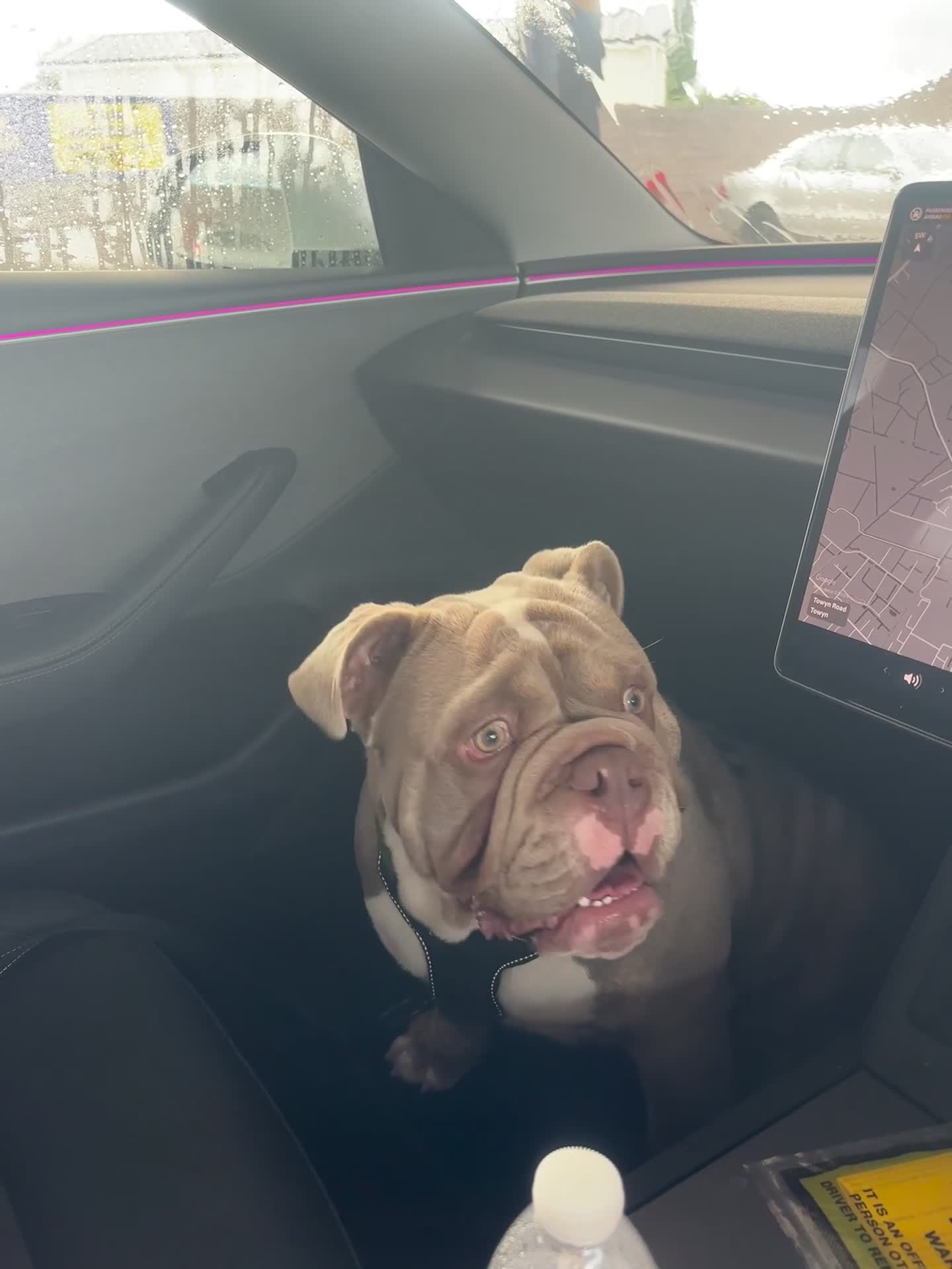 English Bulldog dogs for sale: Intact male lilac British bulldog - Video 1