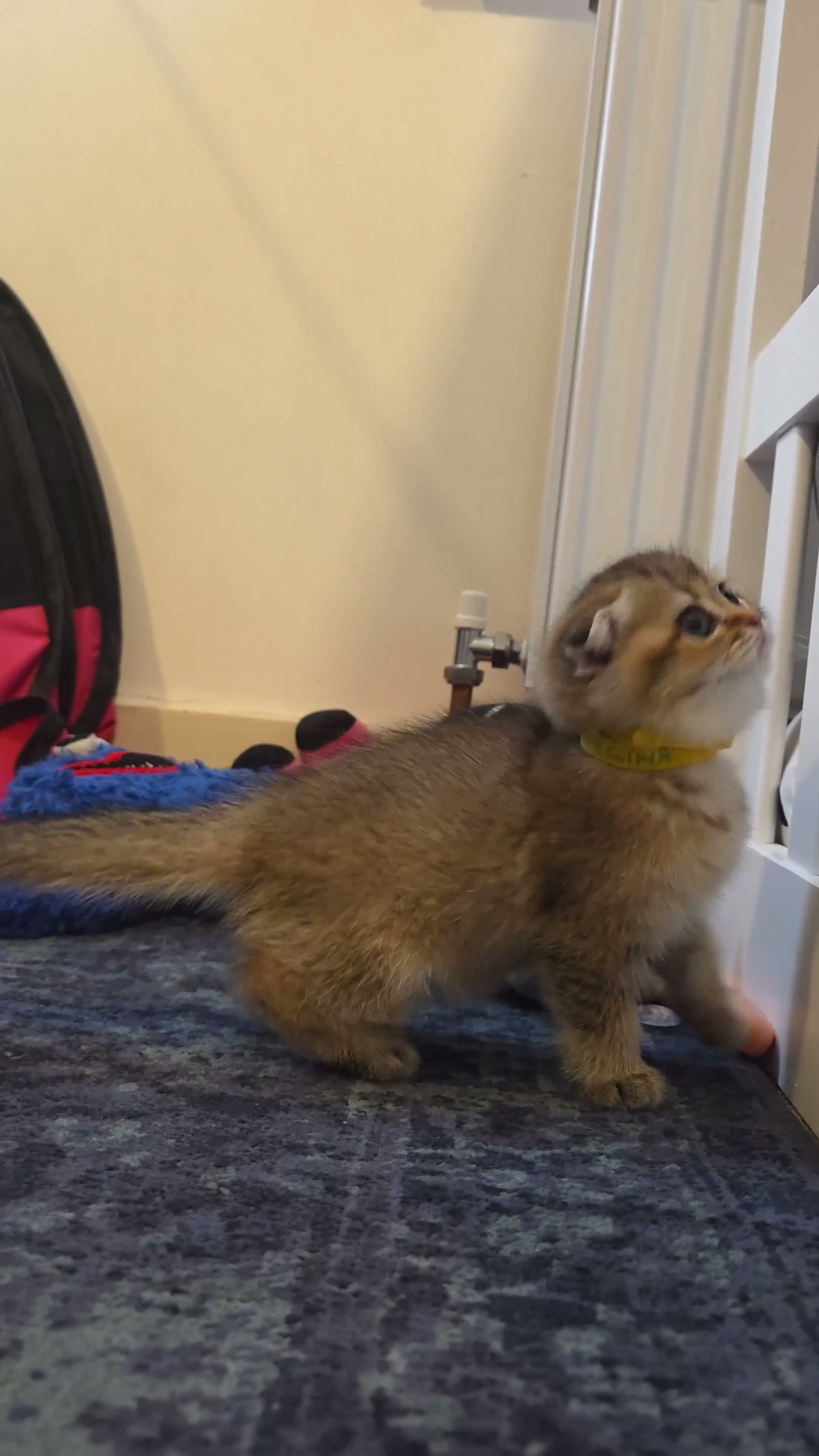 Mixed Breed cats for sale: Beautiful Scottish folds - 2 males Left - Video 1