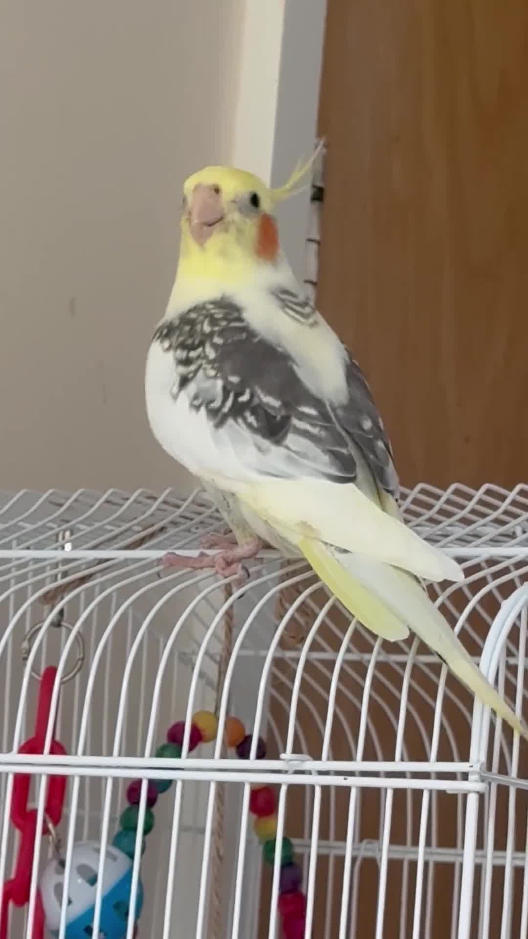 Cockatiels birds for sale: Cockatiel - Video 1