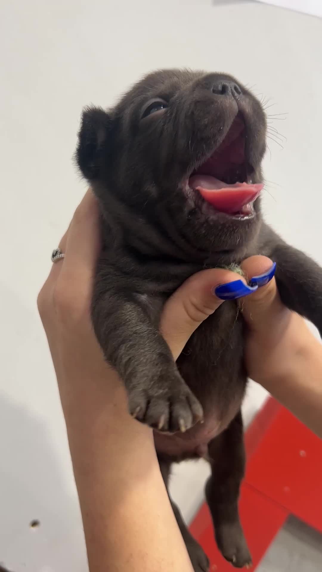 French Bulldog dogs for sale: Fluffy French bulldog puppies  - Video 3