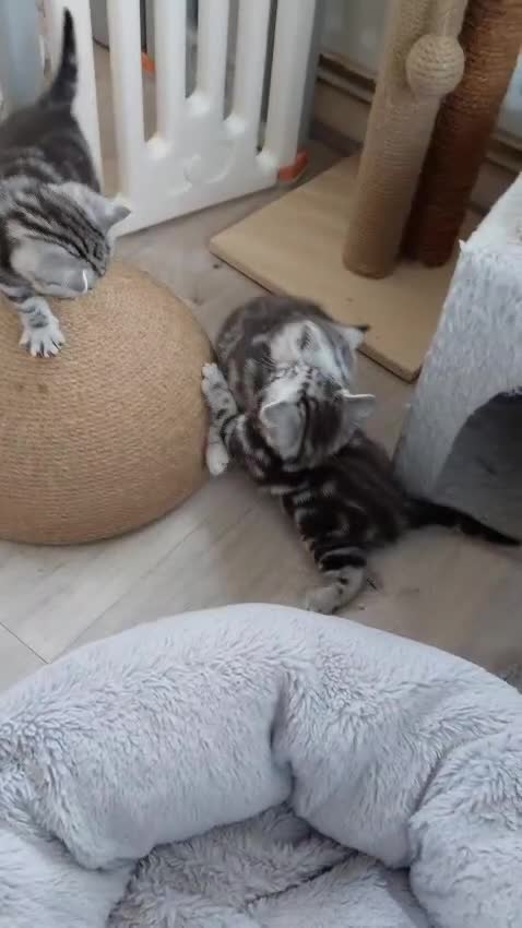British Shorthair cats for sale: Ready to collect, Silver Tabby kittens  in Rochester - Video 1