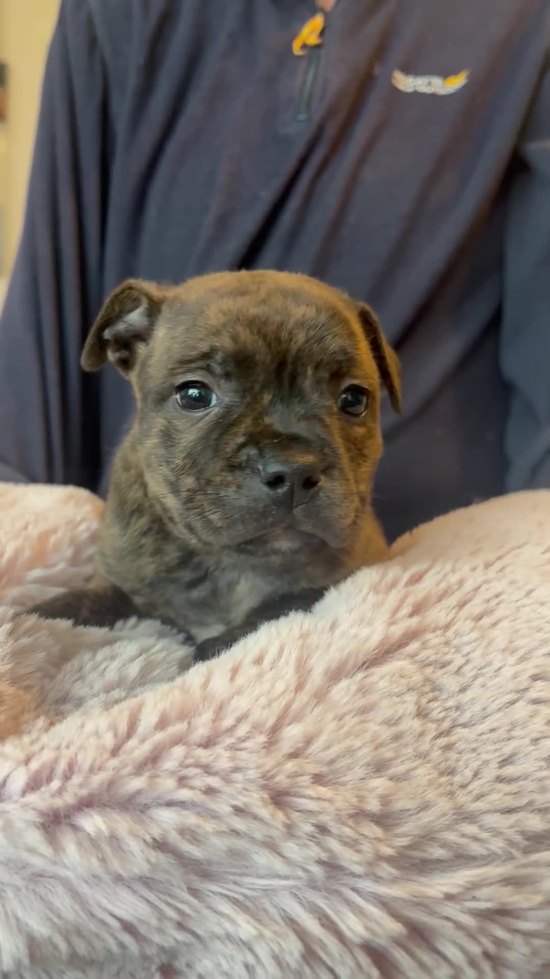 Staffordshire Bull Terrier dogs for sale: BRINDLE STAFFORDSHIRE BULL TERRIER PUPPIES  - Video 2