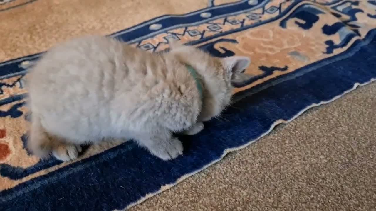 British Shorthair cats for sale: Gorgeous British Shorthair Kitten - Video 2