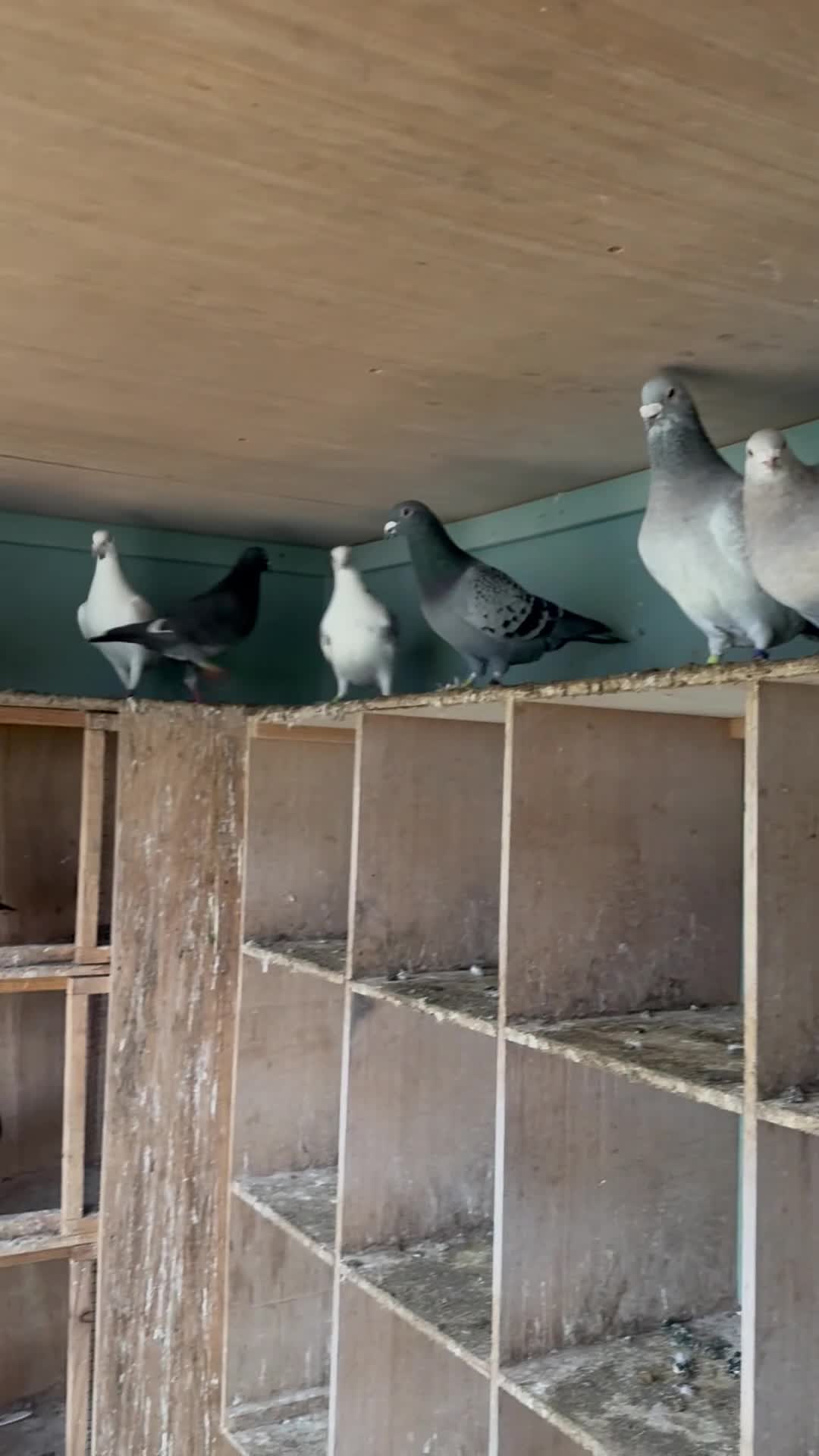 Pigeons birds for sale: Mixed pigeons  - Video 1