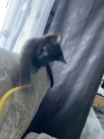British Shorthair cats for sale:     Beautiful Black Kitten Ready for New Home  - Video 2