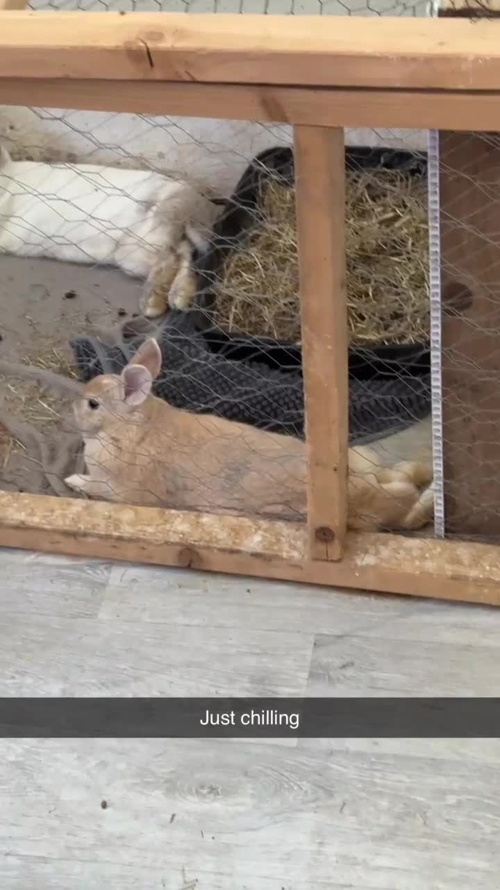 Mixed Breed rabbits for sale: Bonnie and elena  - Video 1