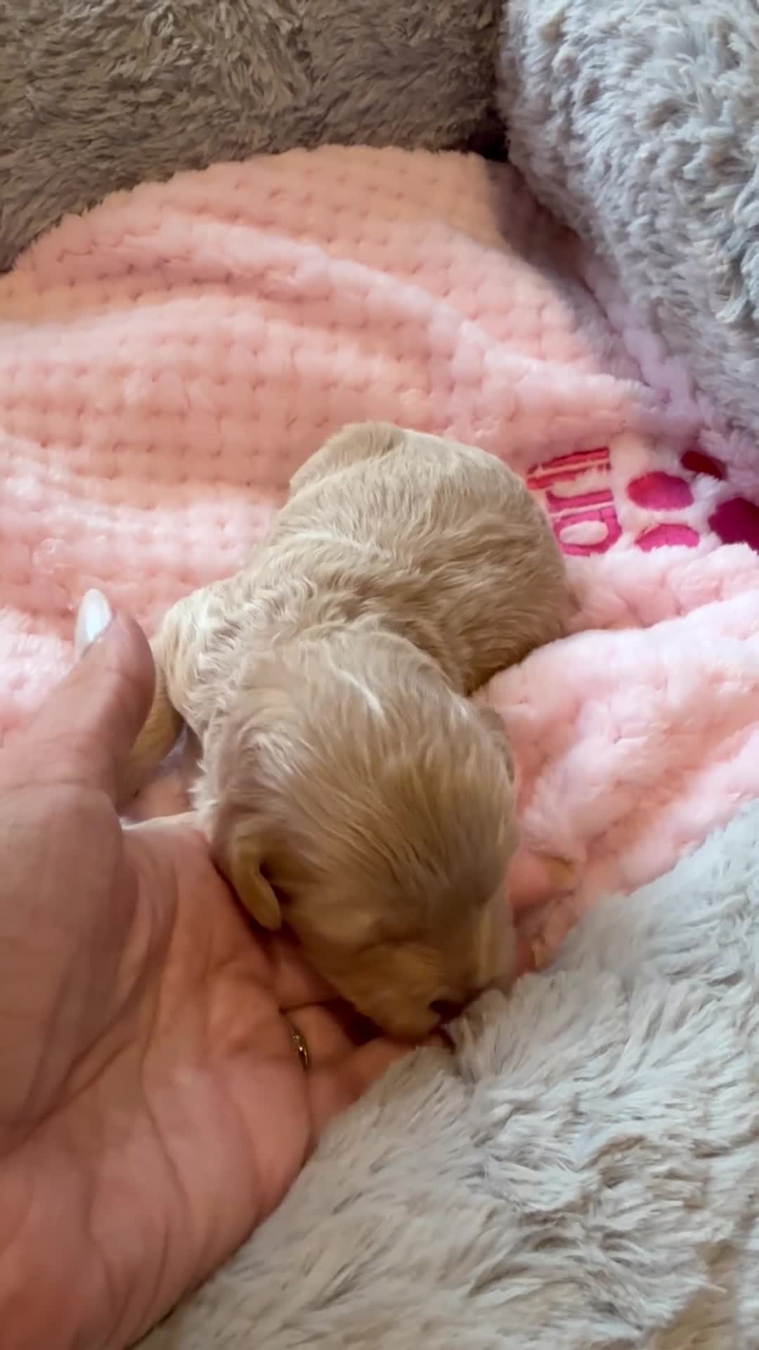Maltipoo dogs for sale: Champagne F1 Maltipoo Puppies  - Video 1