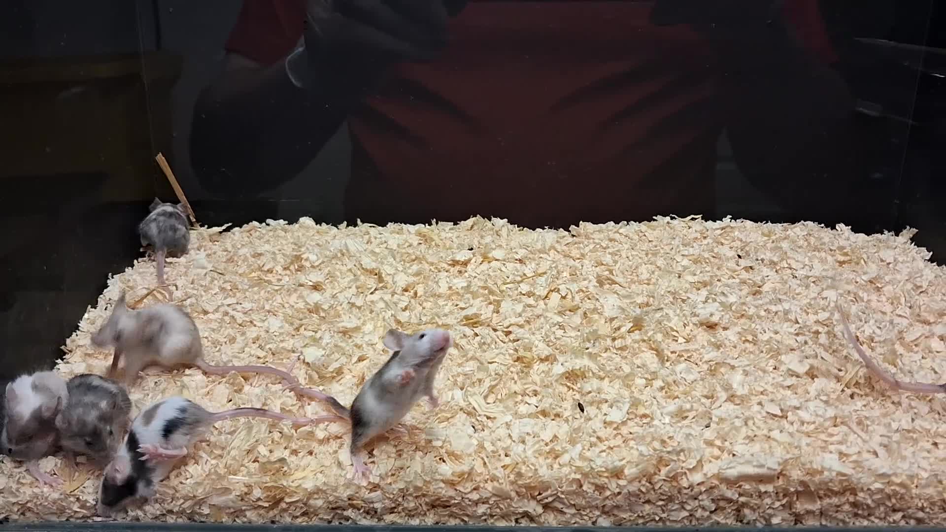 Mouse rodents for sale: Young Mice, Fancy, Tri Colours , Naked - Video 2