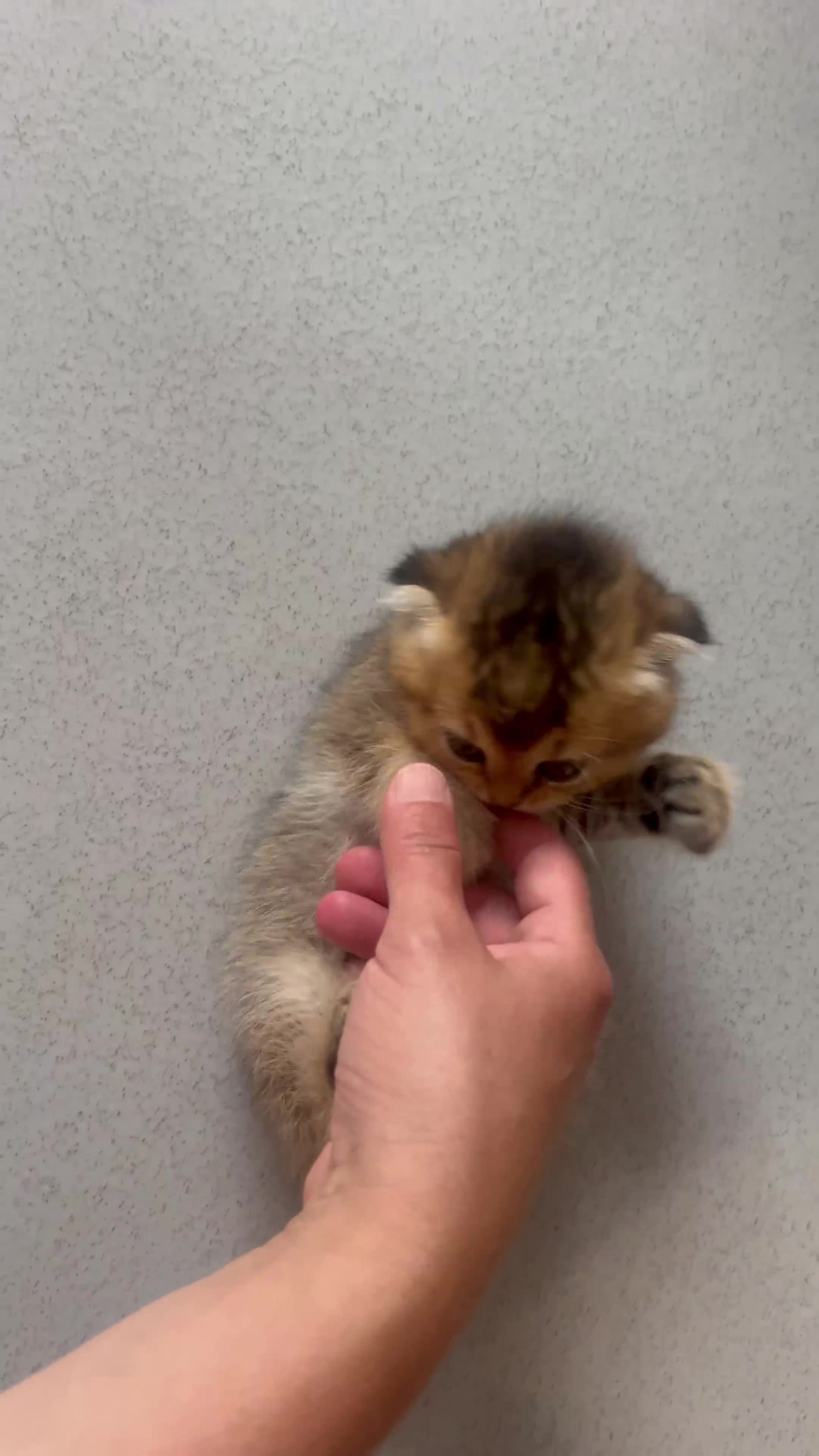 Scottish Fold cats for sale: Pedigree Scottish Fold & Straight kittens  - Video 2
