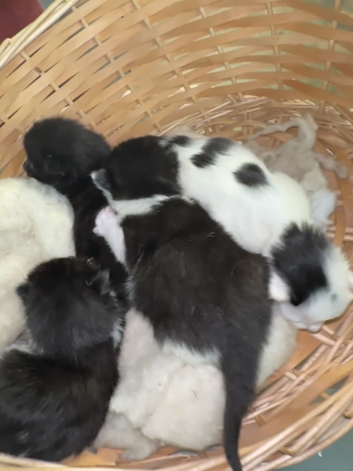 Mixed Breed cats for sale: female cat and 4x new born kittens for sale  - Video 1