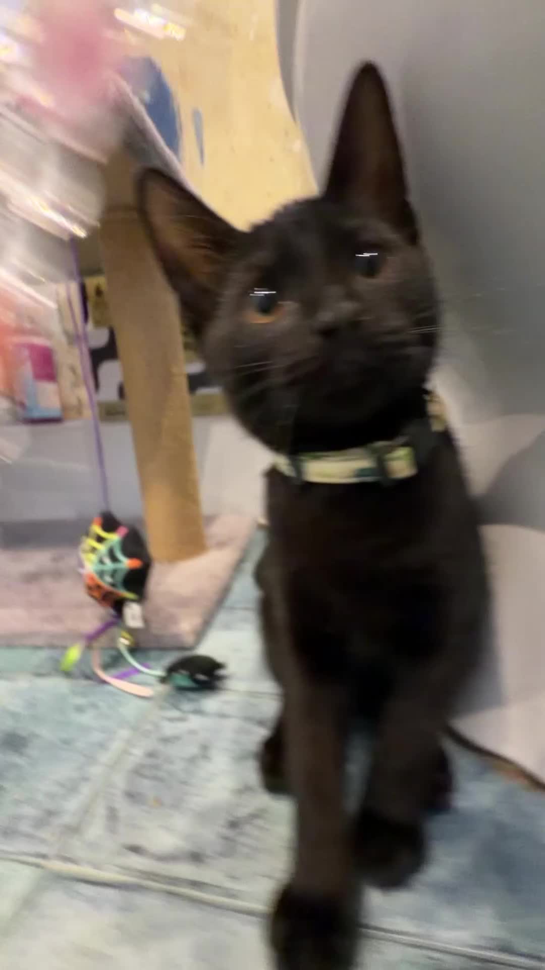 Domestic Shorthair cats for sale: Ozzy + Norman the cuties need their forever home💞 - Video 1