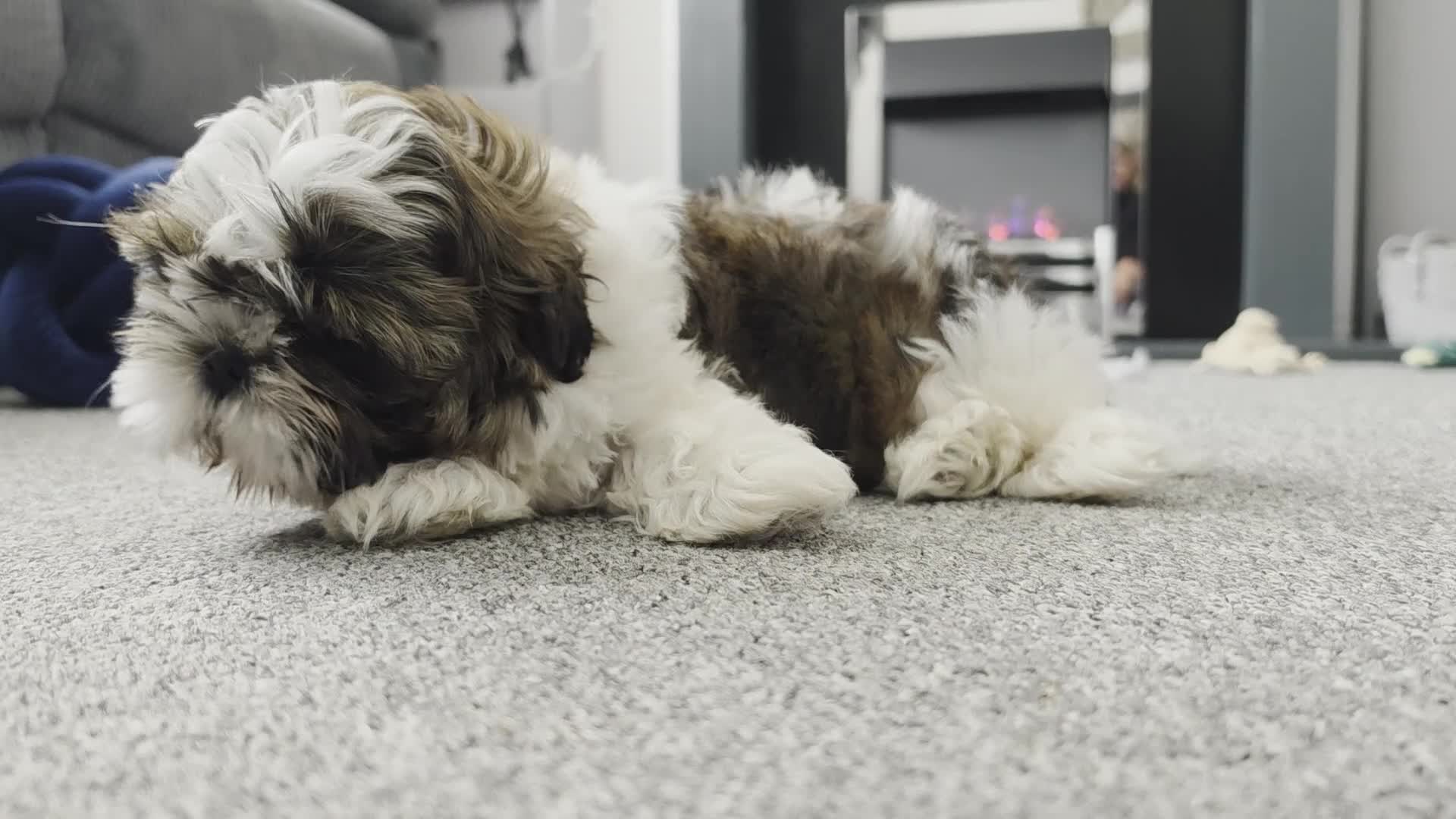 Shih Tzu dogs for sale: Shih Tzu - Video 1