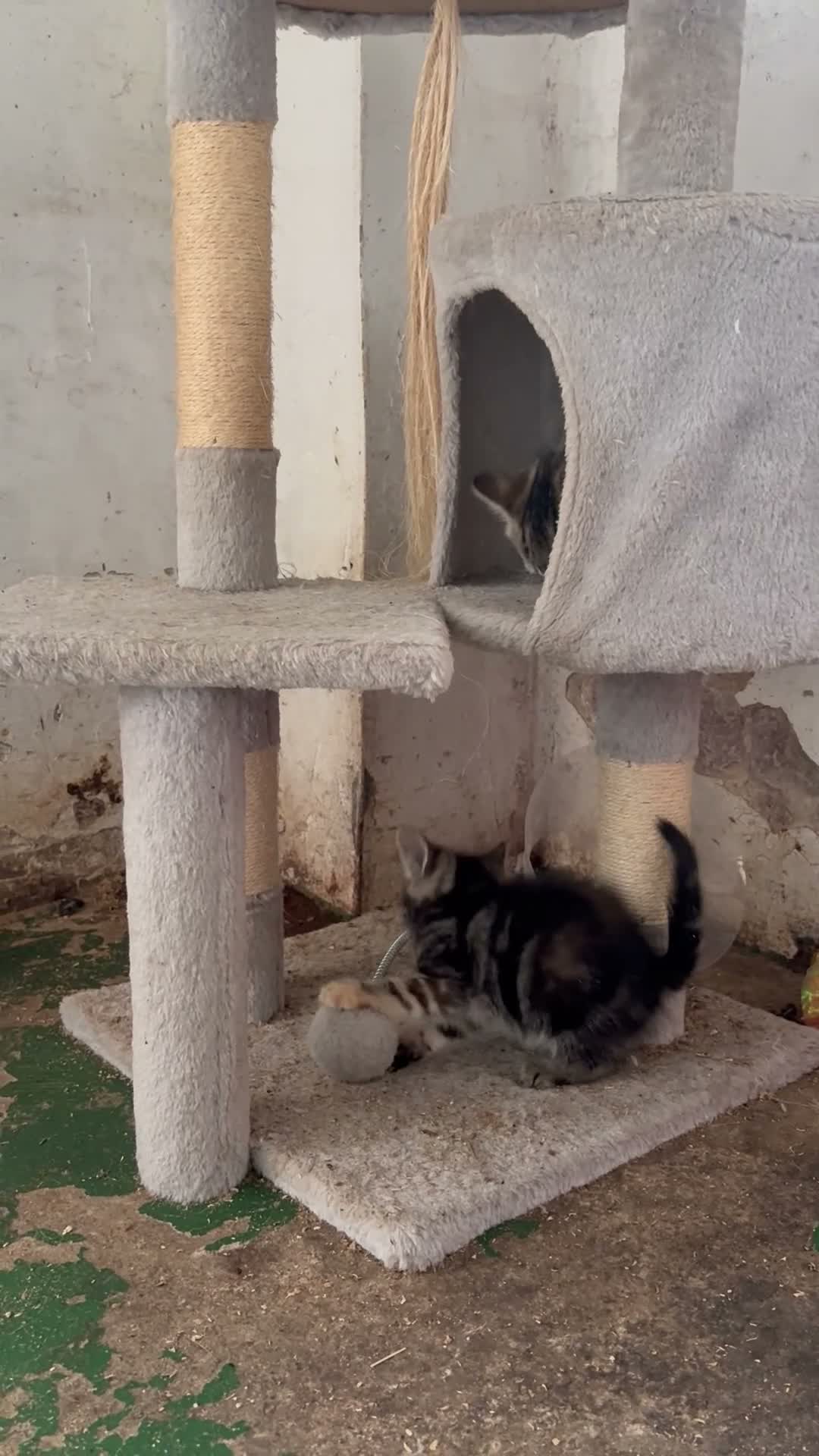 Mixed Breed cats for sale: 6 Remaining kittens looking for their forever home - Video 1