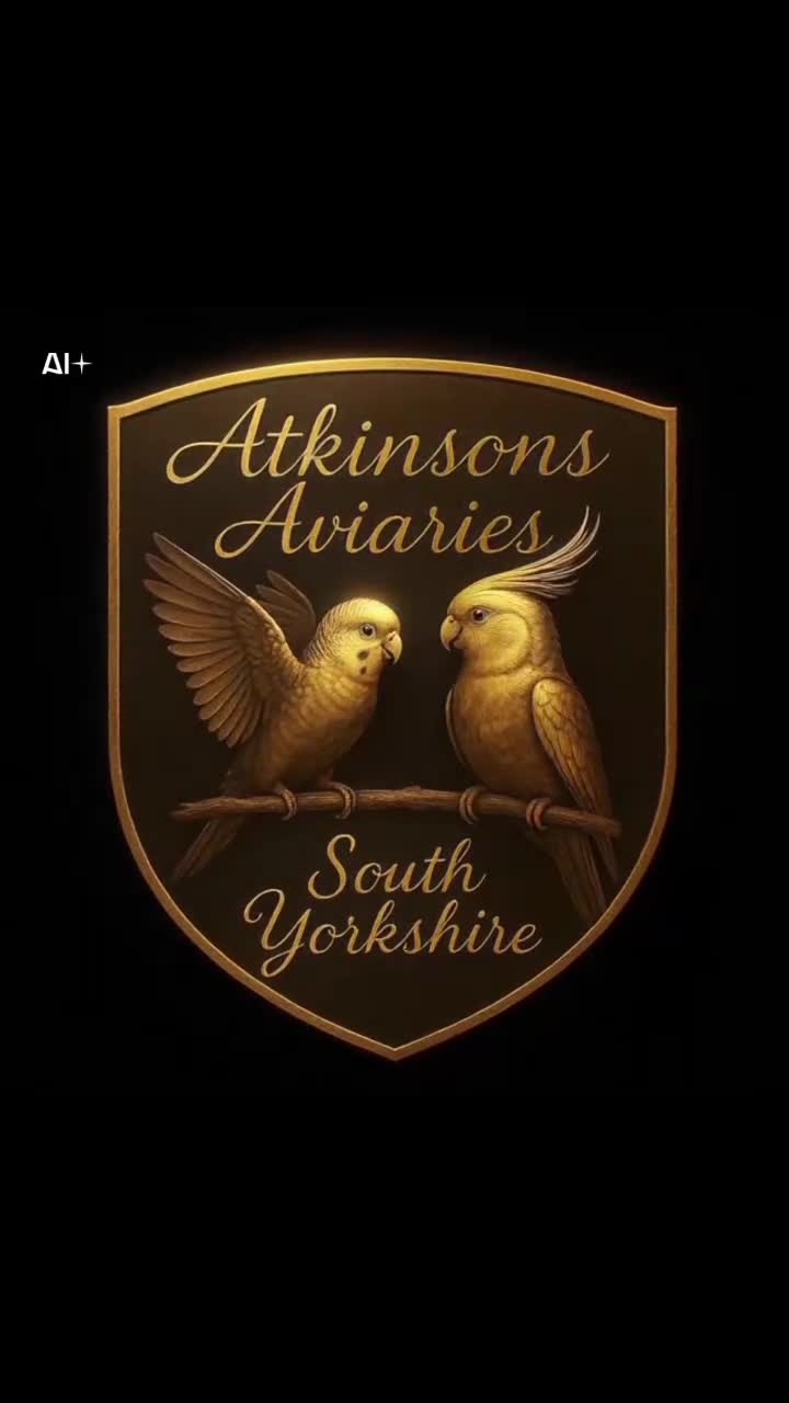 Budgerigars birds for sale: Baby budgies for sale from 15th Dec  - Video 1