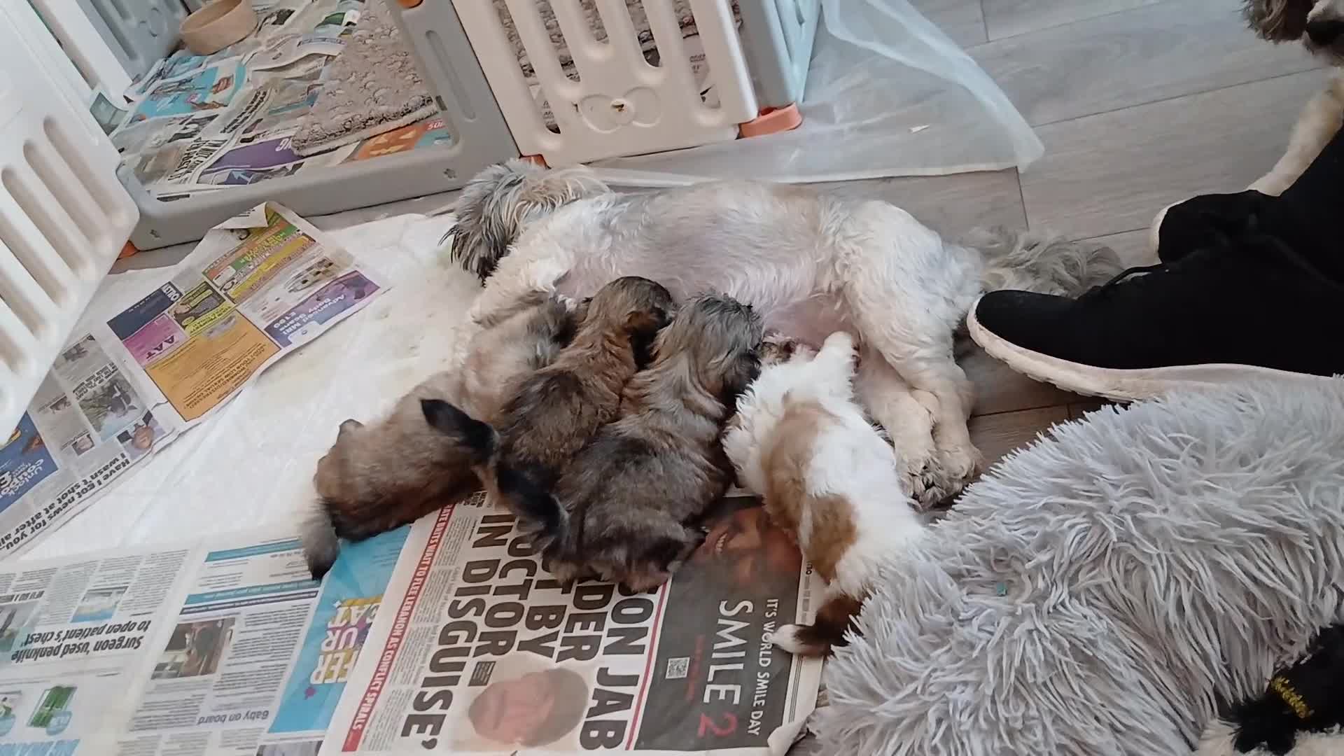 Shih Tzu dogs for sale: 2 x male ShihTzu pups not ready yet - Video 1